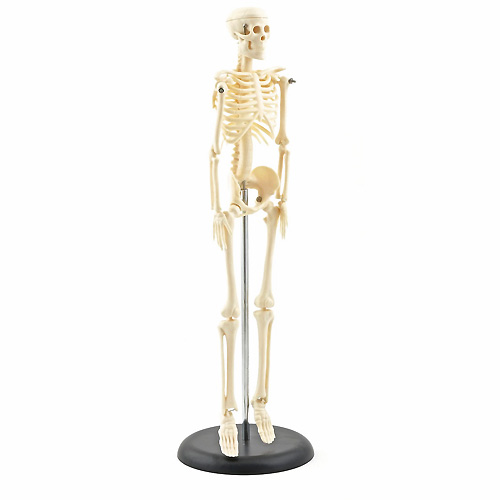 Omleiden omvang Bouwen Klein anatomisch skelet - Zorgdidact - Webshop Anatomische Modellen